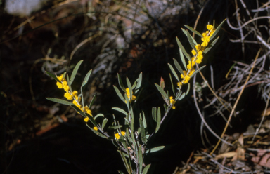 APII jpeg image of Acacia lanigera  © contact APII