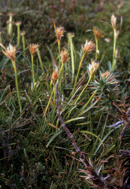 APII jpeg image of Carpha nivicola  © contact APII