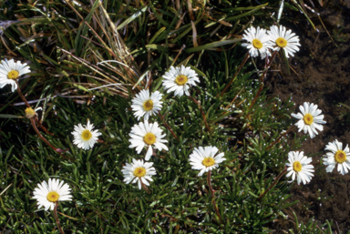 APII jpeg image of Brachyscome tadgellii  © contact APII