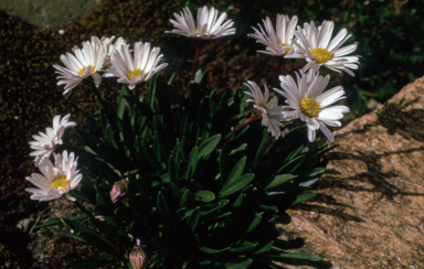 APII jpeg image of Brachyscome obovata  © contact APII