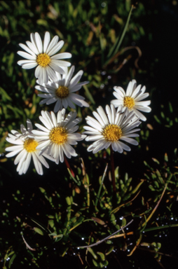 APII jpeg image of Brachyscome stolonifera  © contact APII