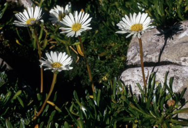 APII jpeg image of Brachyscome tadgellii  © contact APII