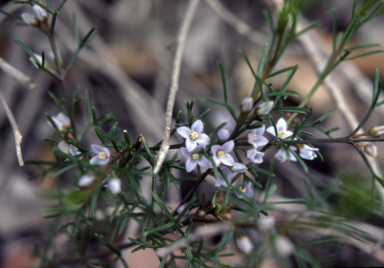 APII jpeg image of Boronia ramosa  © contact APII