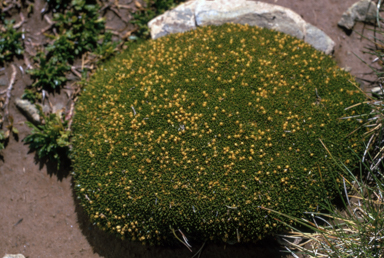 APII jpeg image of Colobanthus nivicola  © contact APII