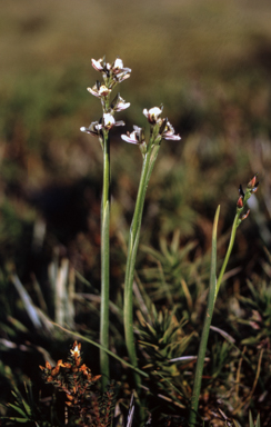APII jpeg image of Prasophyllum suttonii  © contact APII