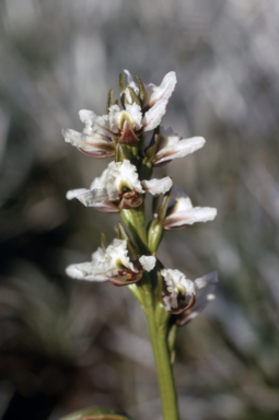 APII jpeg image of Prasophyllum suttonii  © contact APII
