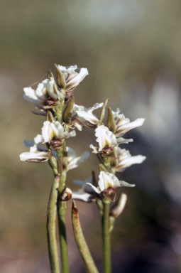 APII jpeg image of Prasophyllum suttonii  © contact APII