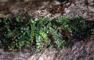 APII jpeg image of Asplenium flabellifolium  © contact APII