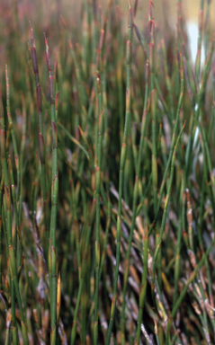 APII jpeg image of Empodisma minus  © contact APII