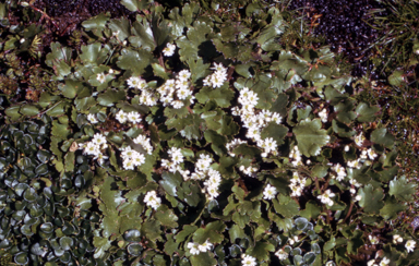 APII jpeg image of Dichosciadium ranunculaceum var. ranunculaceum  © contact APII