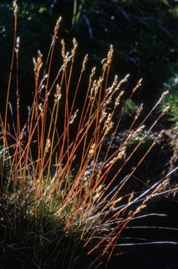 APII jpeg image of Rytidosperma nivicolum  © contact APII