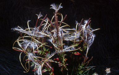 APII jpeg image of Epilobium gunnianum  © contact APII