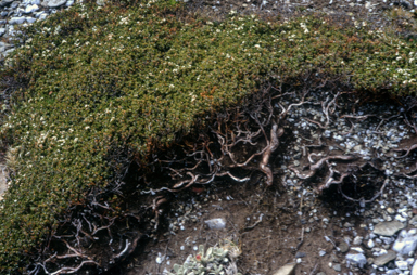 APII jpeg image of Epacris microphylla  © contact APII