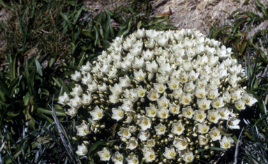 APII jpeg image of Chionogentias muelleriana subsp. alpestris  © contact APII