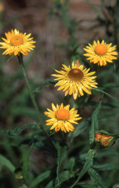APII jpeg image of Xerochrysum bracteatum  © contact APII