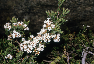 APII jpeg image of Epacris paludosa  © contact APII