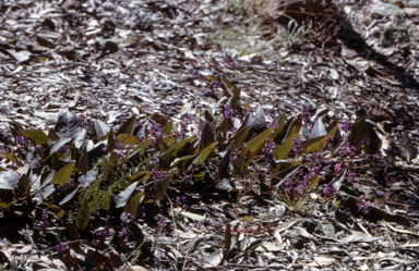 APII jpeg image of Hardenbergia violacea  © contact APII