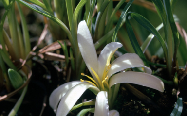 APII jpeg image of Herpolirion novae-zelandiae  © contact APII