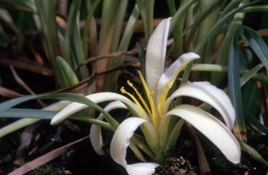 APII jpeg image of Herpolirion novae-zelandiae  © contact APII