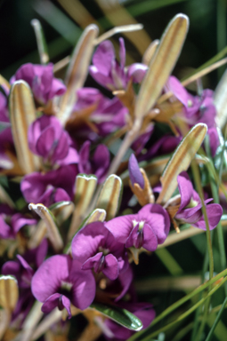 APII jpeg image of Hovea montana  © contact APII