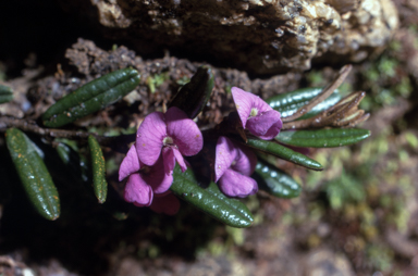 APII jpeg image of Hovea montana  © contact APII