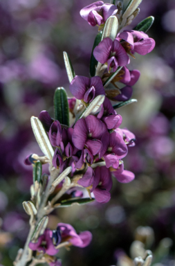 APII jpeg image of Hovea montana  © contact APII