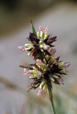 APII jpeg image of Juncus falcatus  © contact APII
