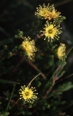 APII jpeg image of Kunzea muelleri  © contact APII