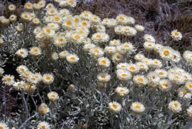 APII jpeg image of Leucochrysum albicans  © contact APII