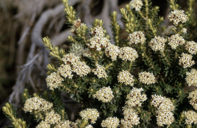 APII jpeg image of Ozothamnus alpinus  © contact APII