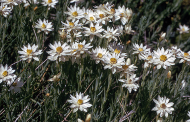 APII jpeg image of Rhodanthe anthemoides  © contact APII