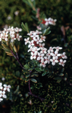 APII jpeg image of Pimelea alpina  © contact APII