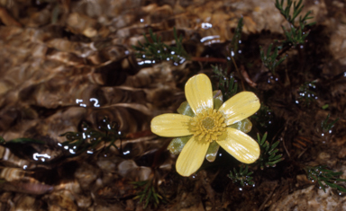APII jpeg image of Ranunculus gunnianus  © contact APII