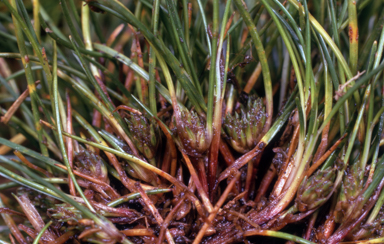 APII jpeg image of Isolepis montivaga  © contact APII