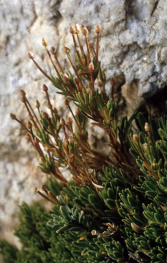 APII jpeg image of Scleranthus singulifloris  © contact APII