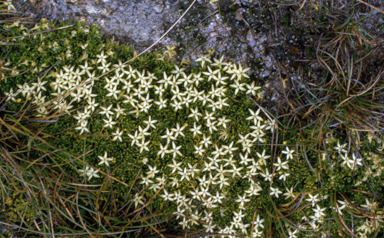 APII jpeg image of Stackhousia pulvinaris  © contact APII