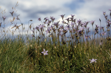 APII jpeg image of Wahlenbergia ceracea  © contact APII