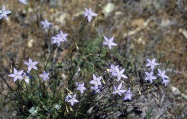 APII jpeg image of Wahlenbergia gracilis  © contact APII