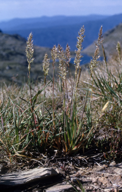 APII jpeg image of Trisetum spicatum  © contact APII