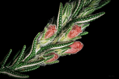 APII jpeg image of Chloanthes coccinea  © contact APII