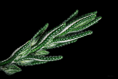 APII jpeg image of Chloanthes coccinea  © contact APII