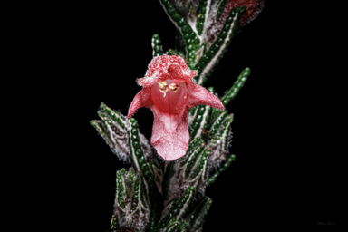 APII jpeg image of Chloanthes coccinea  © contact APII