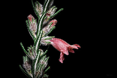 APII jpeg image of Chloanthes coccinea  © contact APII