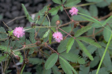 APII jpeg image of Mimosa pudica  © contact APII