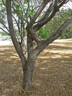 APII jpeg image of Gleditsia triacanthos  © contact APII