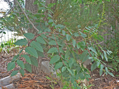 APII jpeg image of Koelreuteria paniculata  © contact APII