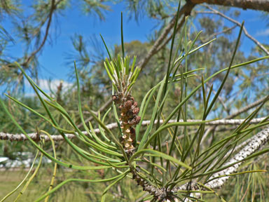 APII jpeg image of Pinus halepensis  © contact APII