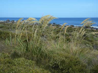 APII jpeg image of Cortaderia  © contact APII