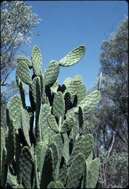 APII jpeg image of Opuntia dillenii-stricta  © contact APII