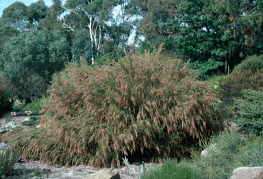 APII jpeg image of Cassinia arcuata  © contact APII